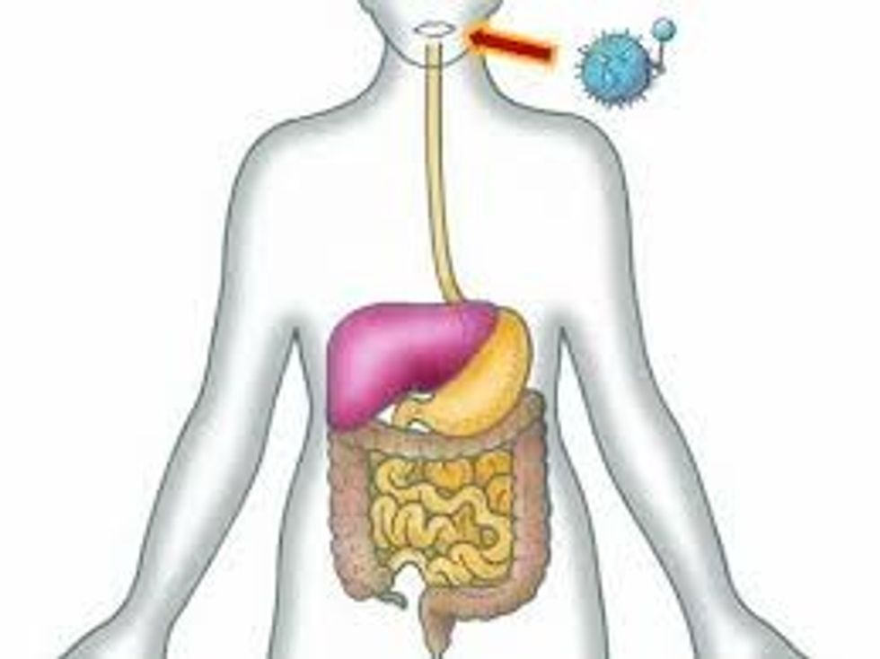 Bacteria In Your Gut May Hold The Key To Disease