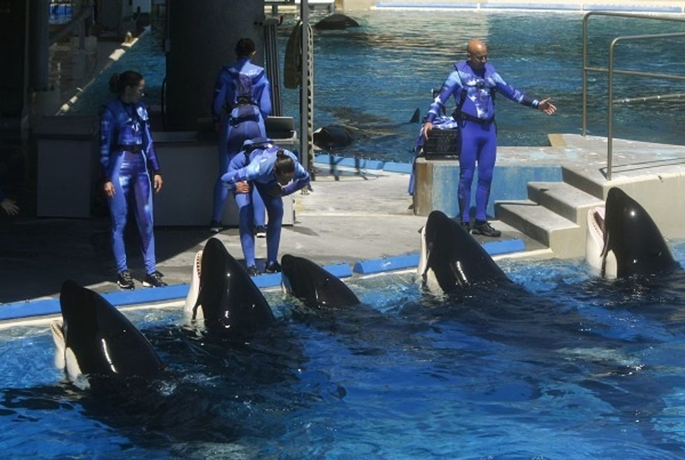 SeaWorld Won’t Appeal Ruling That Keeps Trainers Away From Orcas