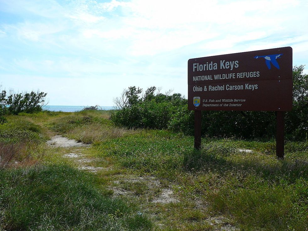 Efforts To Restore Florida’s Coral Reefs Get A High-Tech Boost