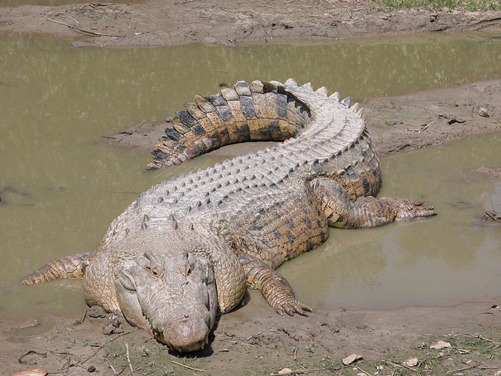 Crocodile Sought In Attack Dies During Capture