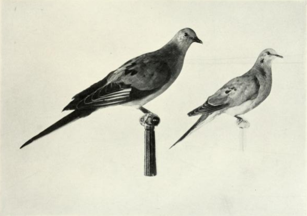 Century’s Worth Of Difference In Saving Wildlife