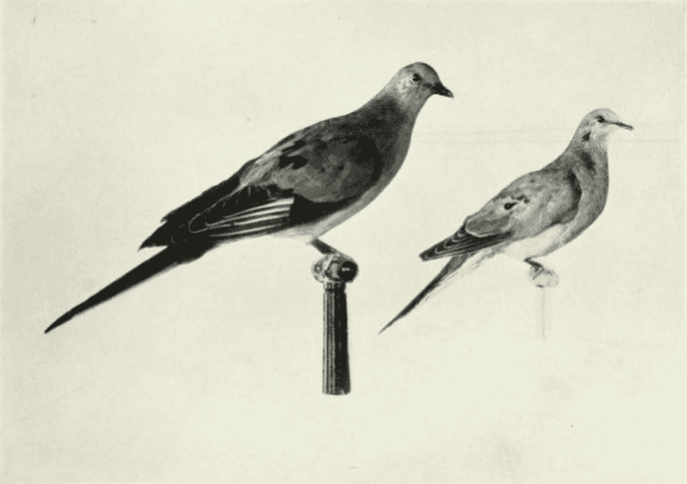 Century’s Worth Of Difference In Saving Wildlife