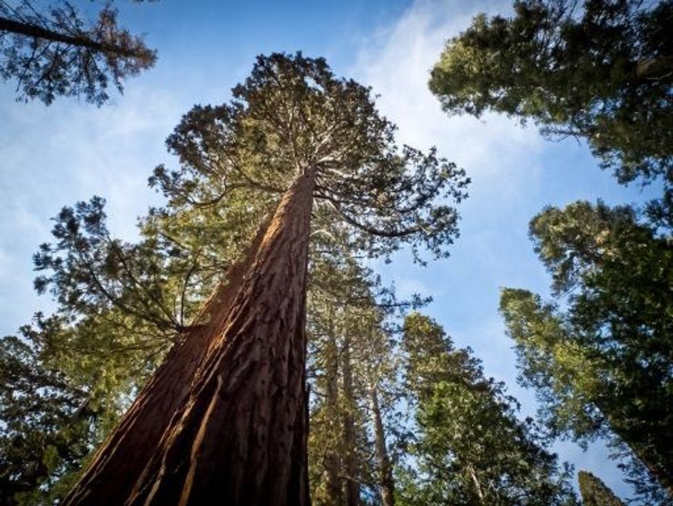 Wildfire In Yosemite National Park Closes Trails