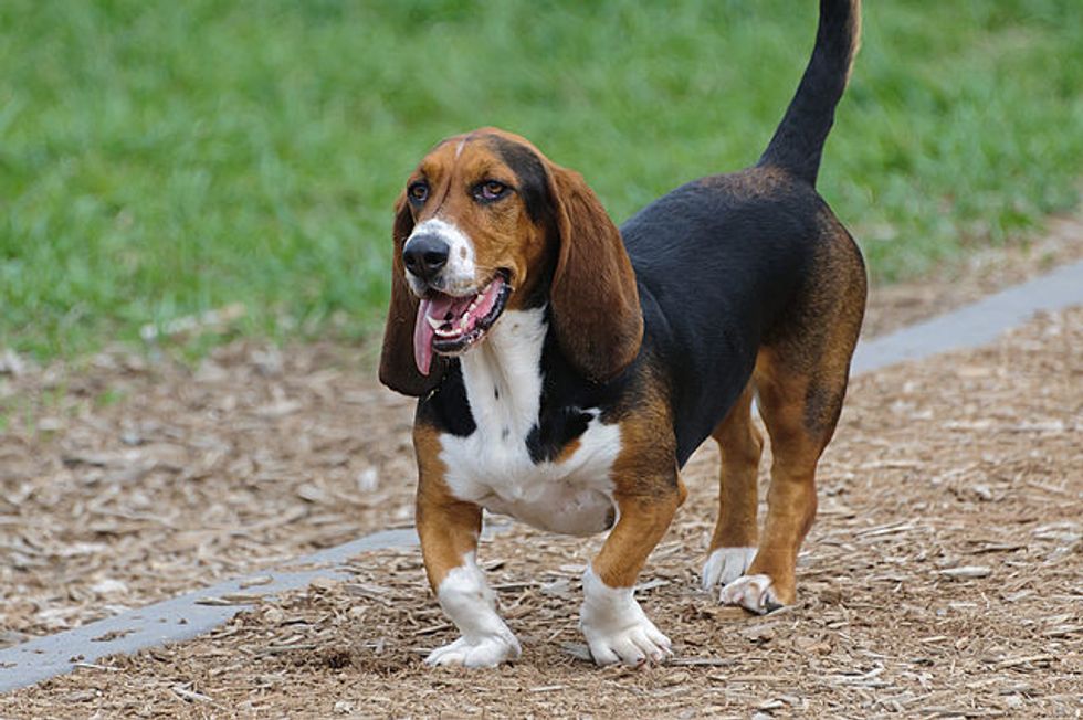 Ode To A Basset Hound