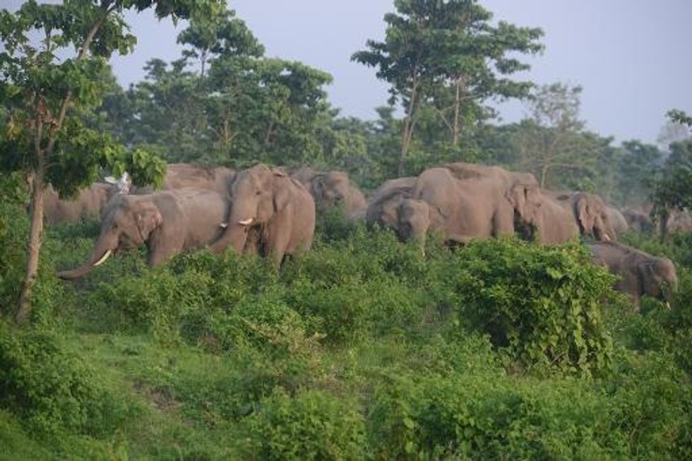 Wildlife Numbers Halved Over Past Four Decades: WWF