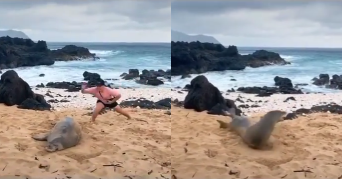 Guy Apologizes For TikTok Video Of Man Slapping Endangered Seal In Hawaii After Backlash