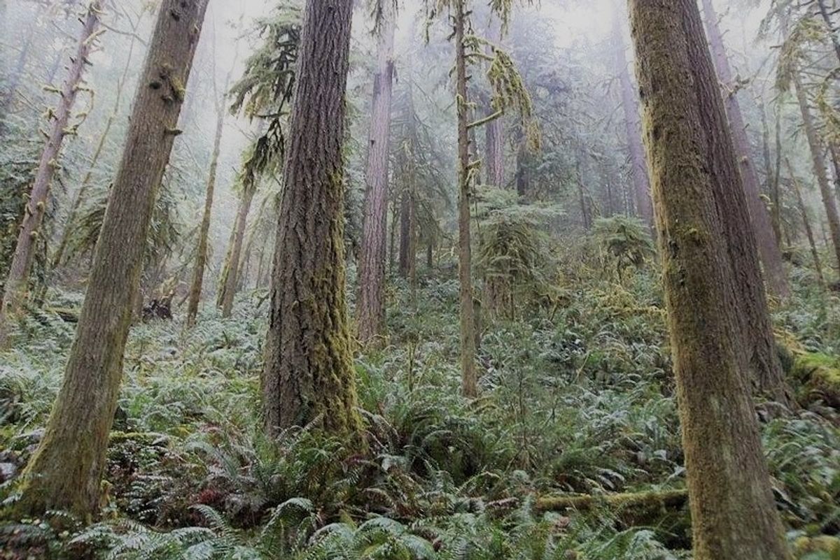 Hippie Enviros And Big Timber Reached A Deal, And Oregon GOP Is Losing Its Miiiiiiind