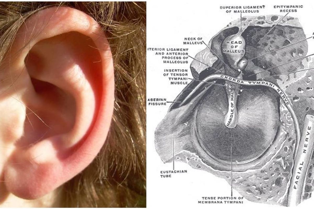 ear rumble, wiggle ears, fun facts, biology, ears