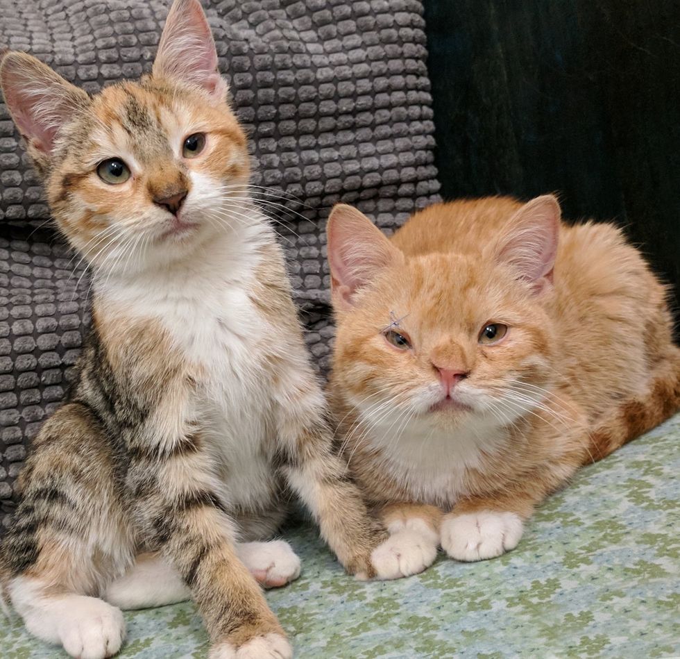 Kitten Guards and Comforts Her Brother After They Were Rescued from the ...