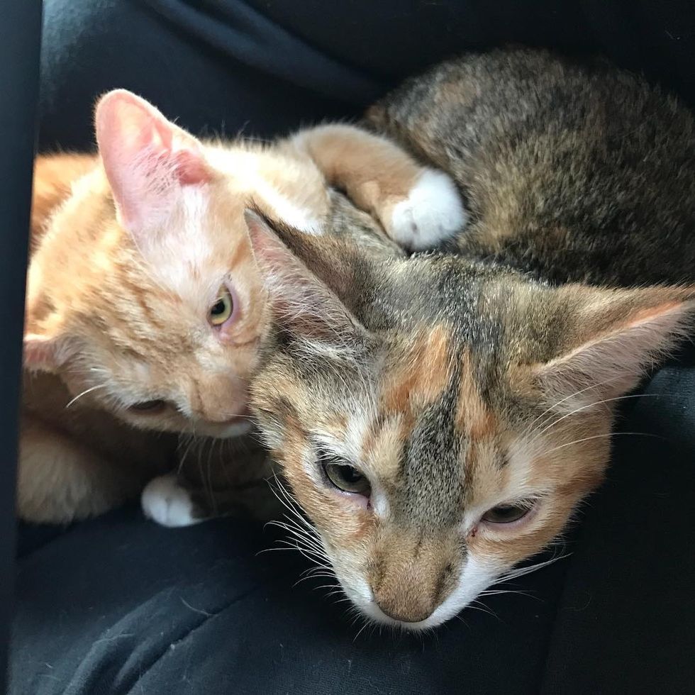 Kitten Guards and Comforts Her Brother After They Were Rescued from the ...