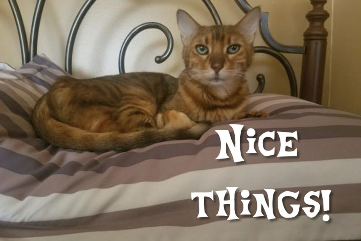 Cat: A Hell Of A Nice Animal, Frequently Mistaken For A Meatloaf