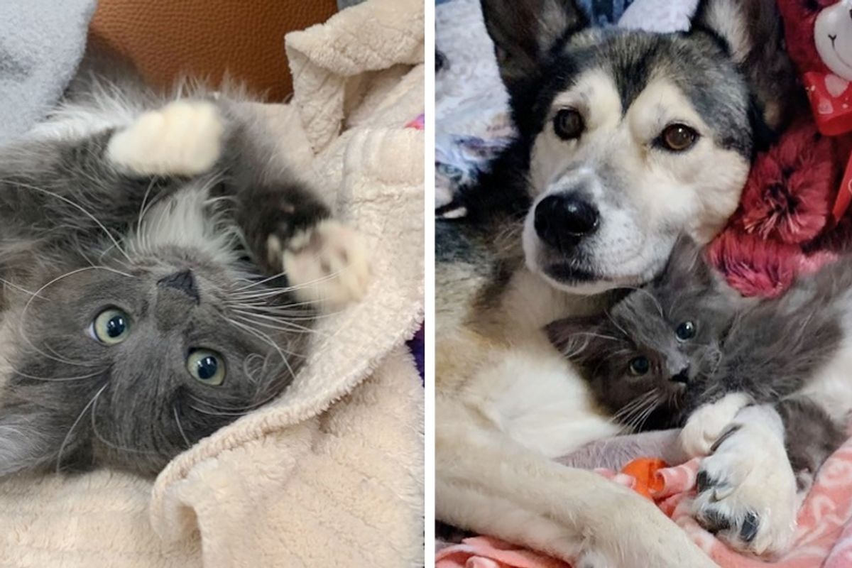 Kitten Born with Twisted Legs Cuddles Rescued Dog and Won't Stop Purring