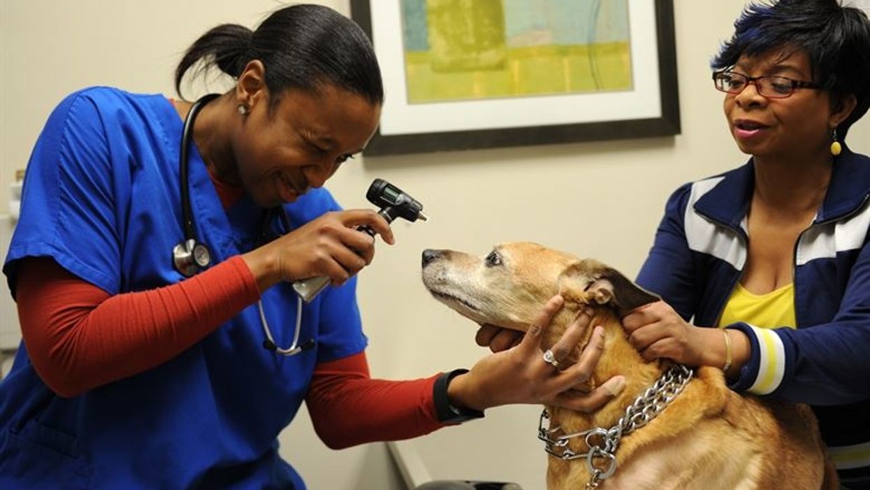 Veterinarians Share The Hallmarks Of A Good Pet Owner