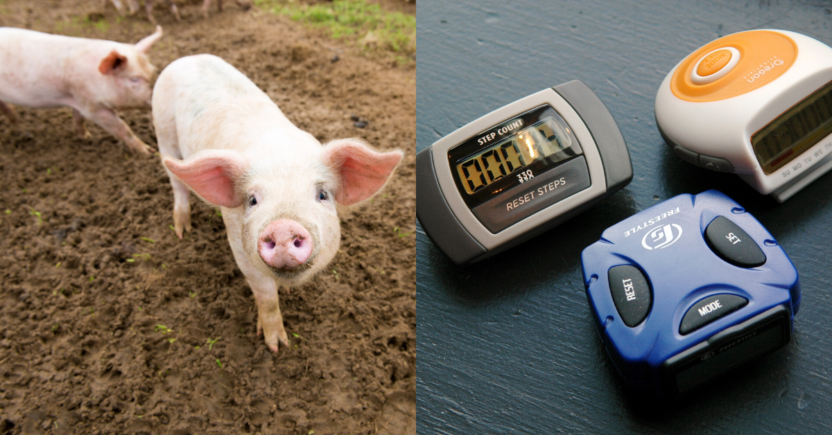 Pig Sparks Unusual Fire After Pooping Out Another Pig's Pedometer