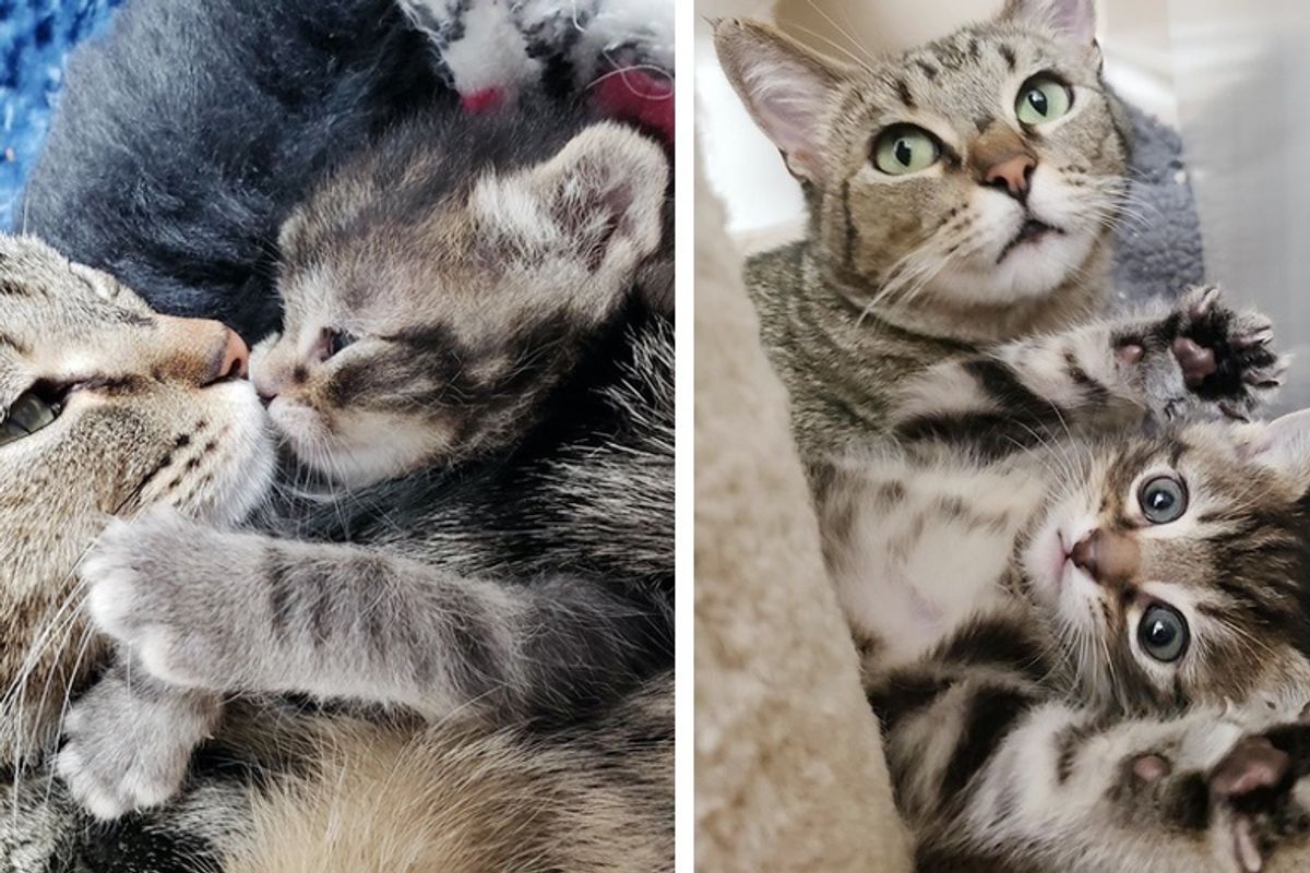 Cat Clings to Her Only Kitten After They Were Rescued from Life on the Street