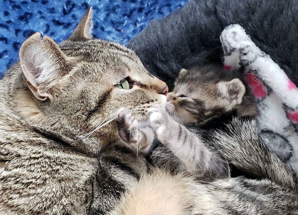 Cat Clings to Her Only Kitten After They Were Rescued from Life on the ...