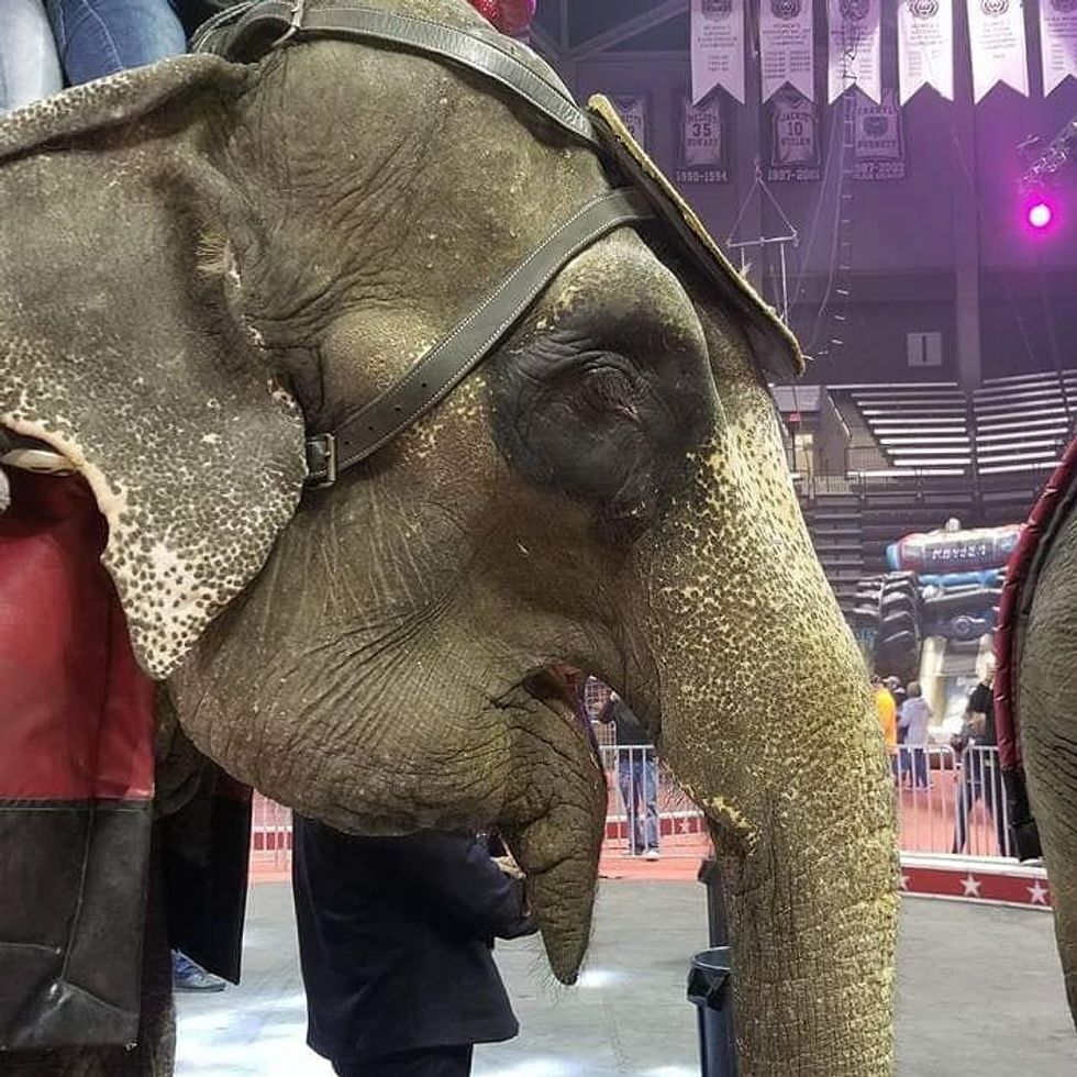 Dear MSU Event Coordinators, Don't Bring The Animal Abuses At Carden Circus To Our Campus
