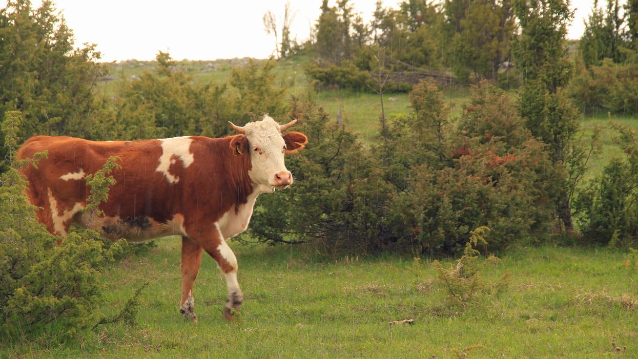 Florida police issue wanted poster for loose cow living on the lam that's 'faster than it looks'