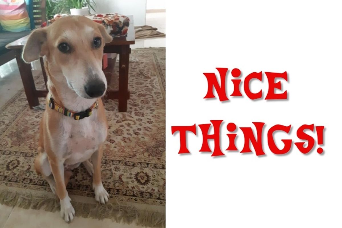 The Curious Incident Of The Dogs In The Nice Things