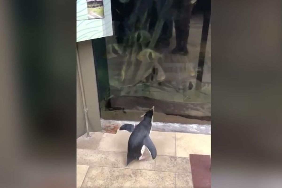Holy Nice Times, Batman! Penguin Escapes, Watches Fishies!
