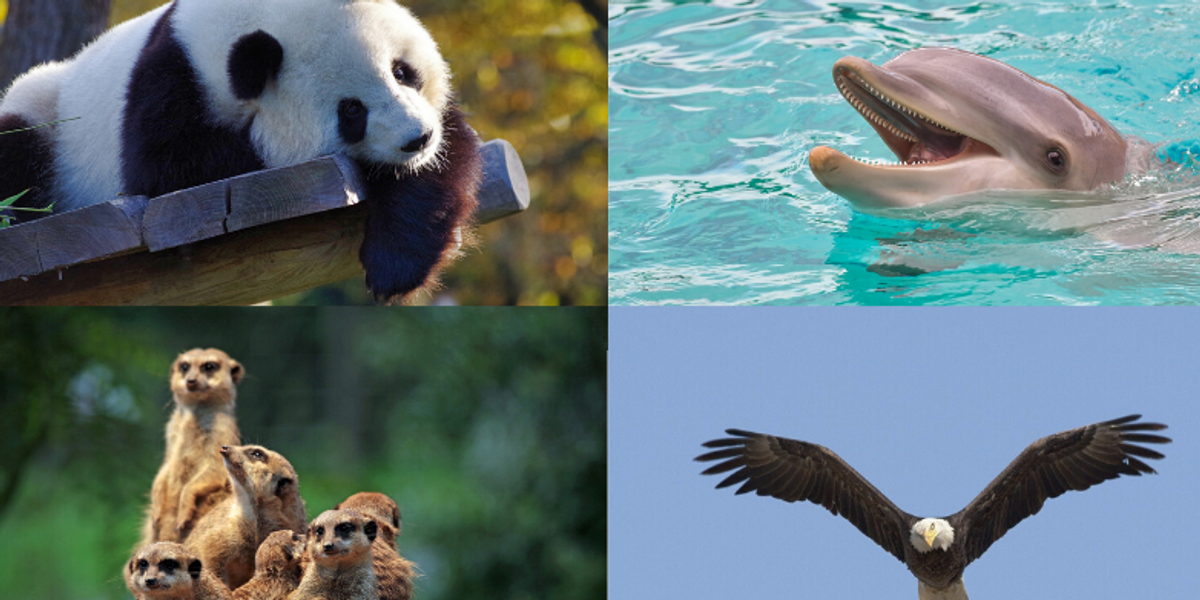 These 10 animal live cams will keep you all kinds of entertained - It's