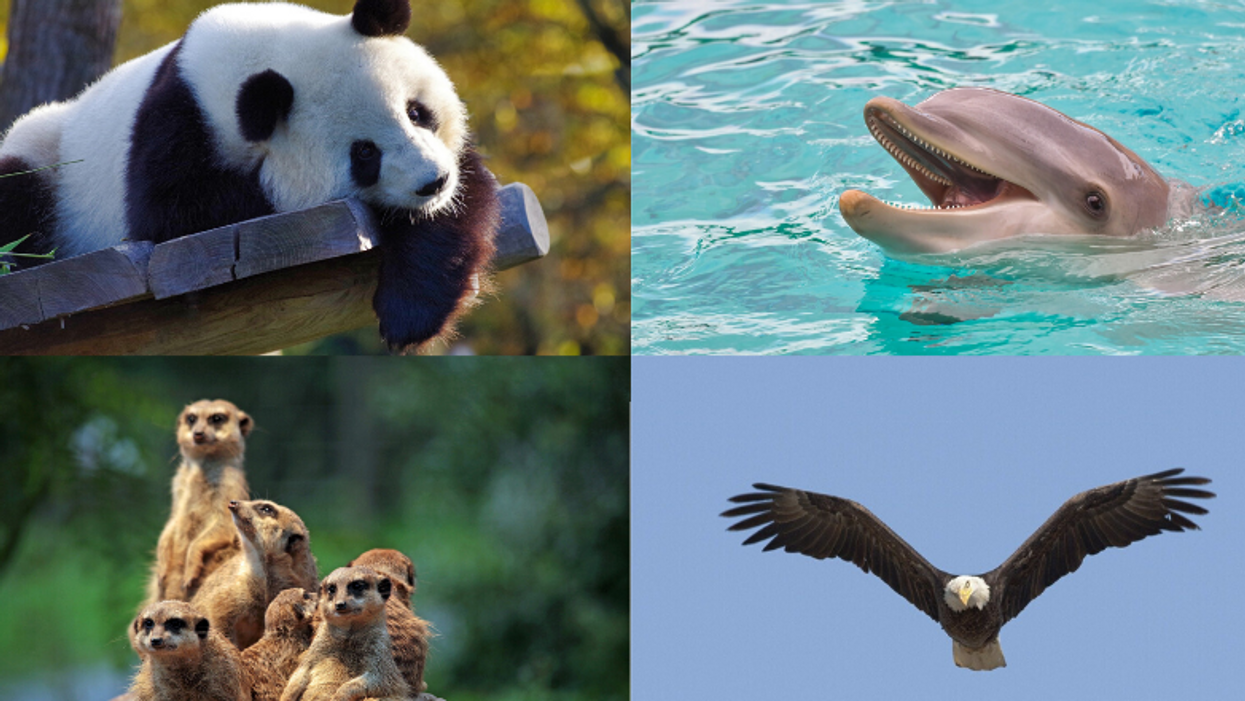 These 10 animal live cams will keep you all kinds of entertained