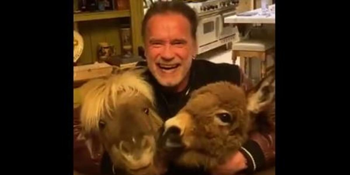 Sitemapcdatahttpswudinf Inetcomarnold Schwarzenegger Mini Horse Instagramnull
