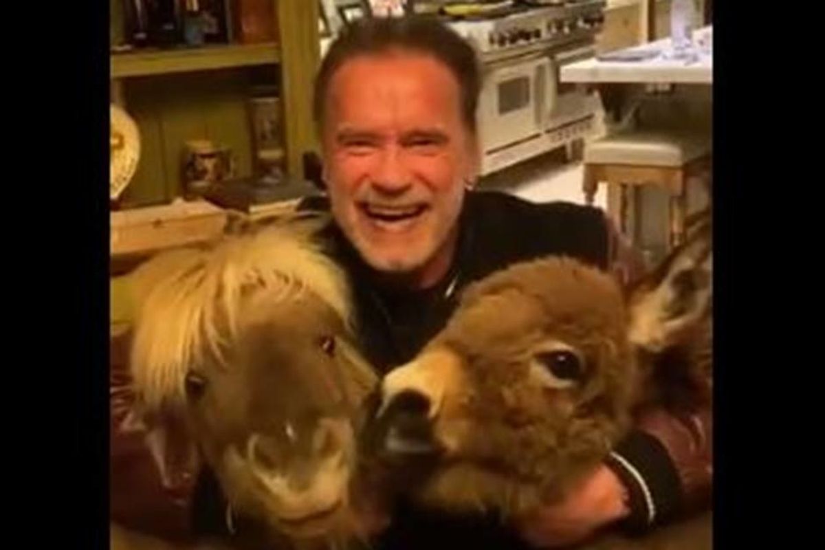 Arnold Schwarzenegger recruited his mini horses for a vital message about staying at home