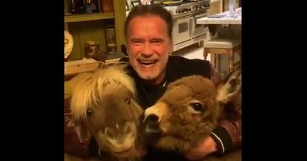 Arnold Schwarzenegger recruited his mini horses for a vital message about staying at home