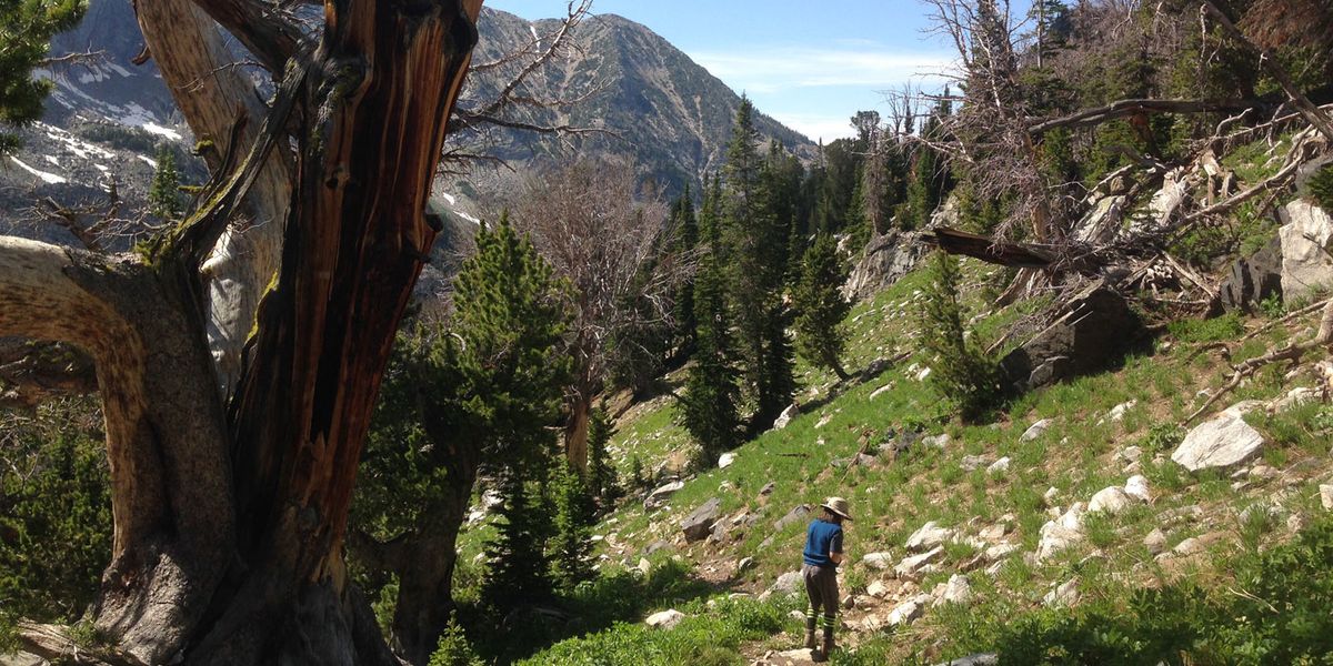 Whitebark pine Gallatin Forest Montana