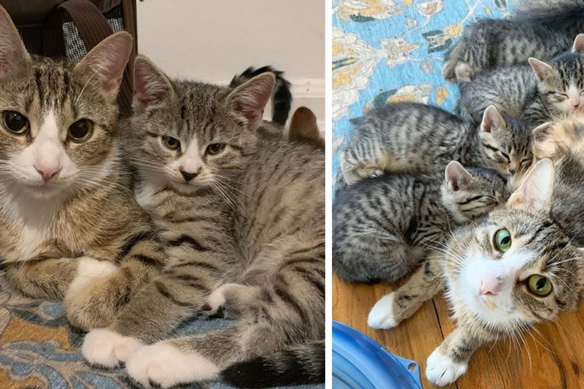 Cat Found With Her Kittens in Impounded Car Has Her Dream Come True