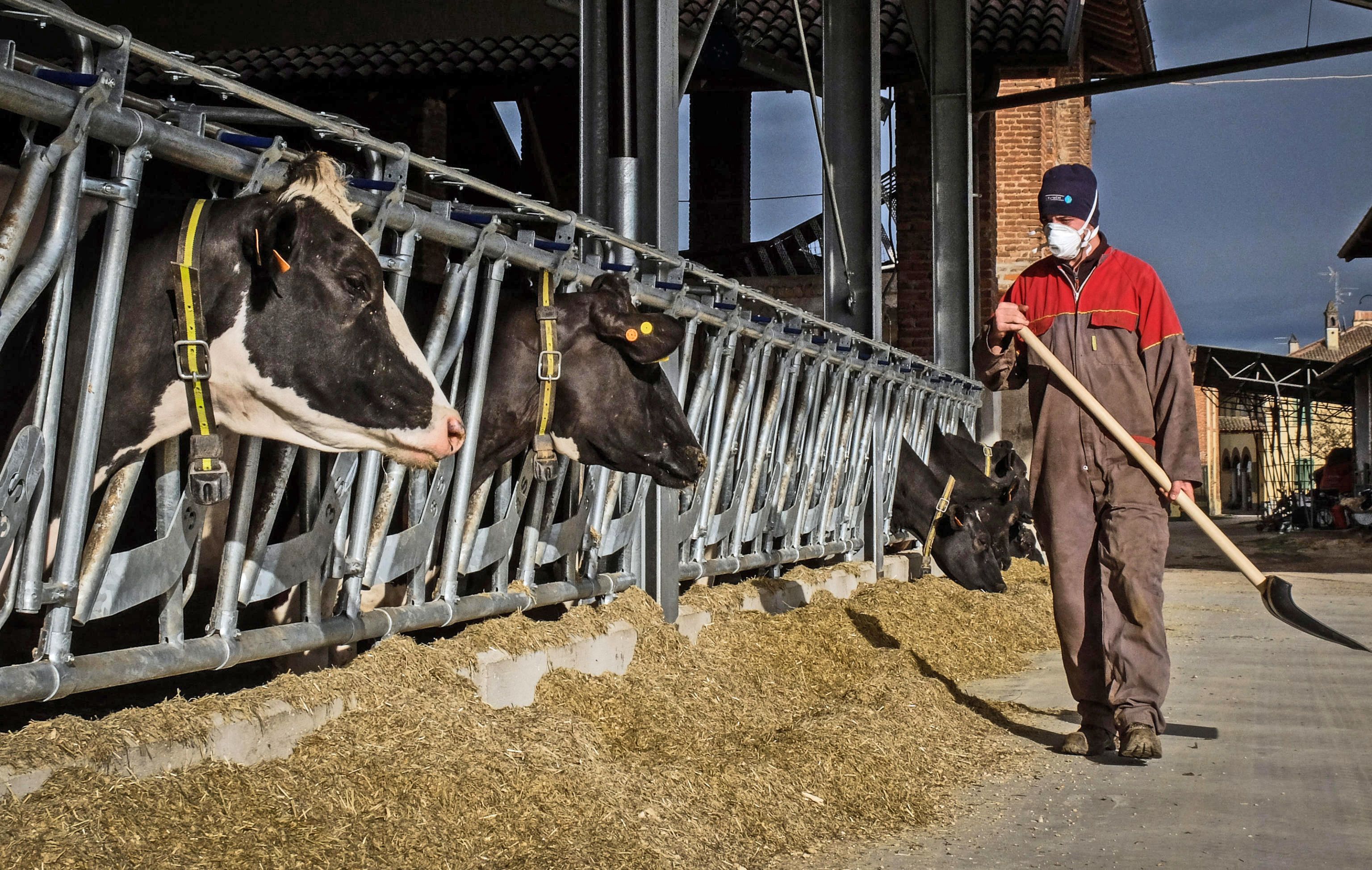 Il grido degli allevatori del Lodigiano: «Troppo latte, basta importazioni»