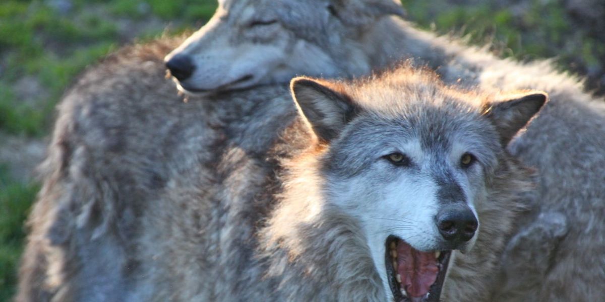 gray wolves