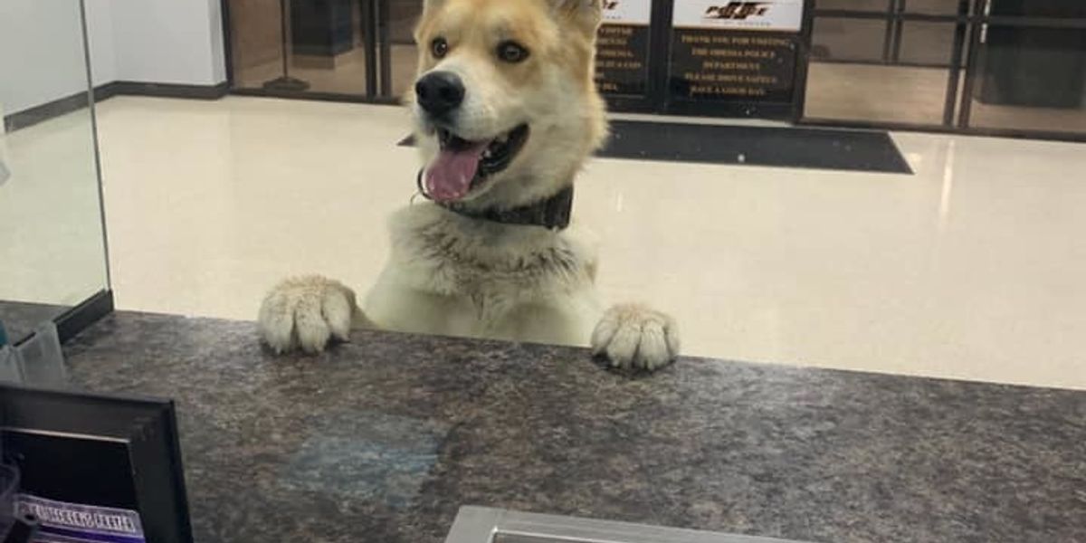 Lost Texas dog walks into police station to report himself missing It