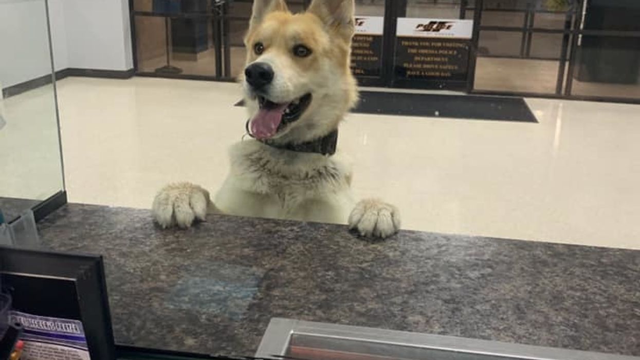 Lost Texas dog walks into police station to report himself missing