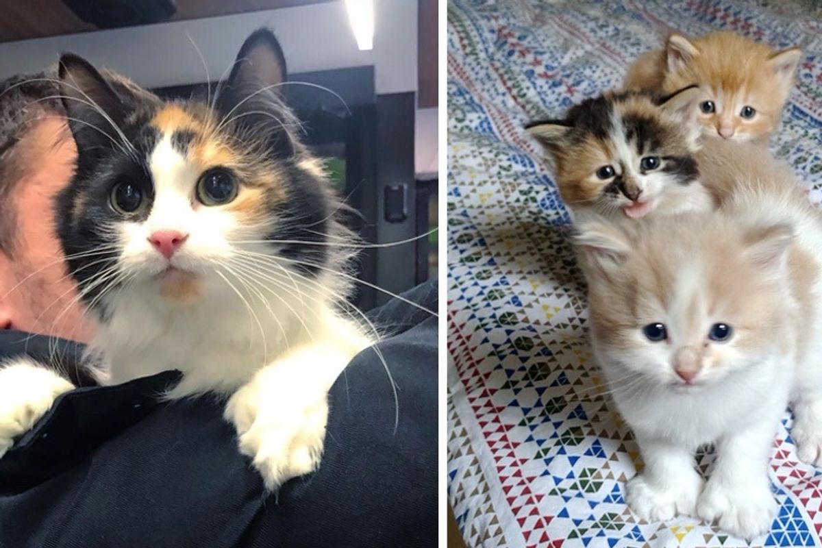 Man Helps Stray Cat Just in Time So Her Kittens Can Have a Better Life