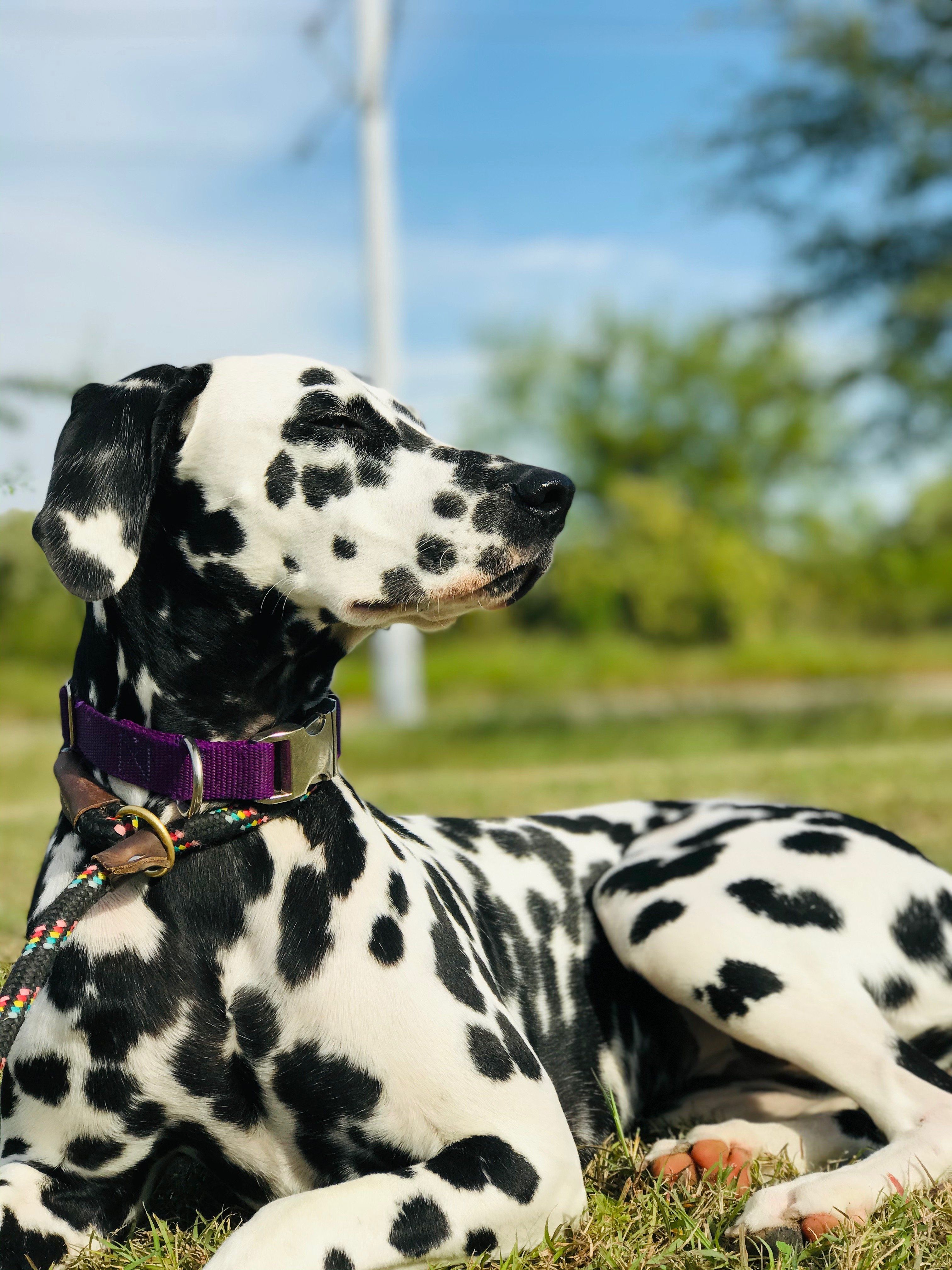 Bored? Here is a chance to be entertained and do a good deed. And read this or the Dalmatian will be angry with you