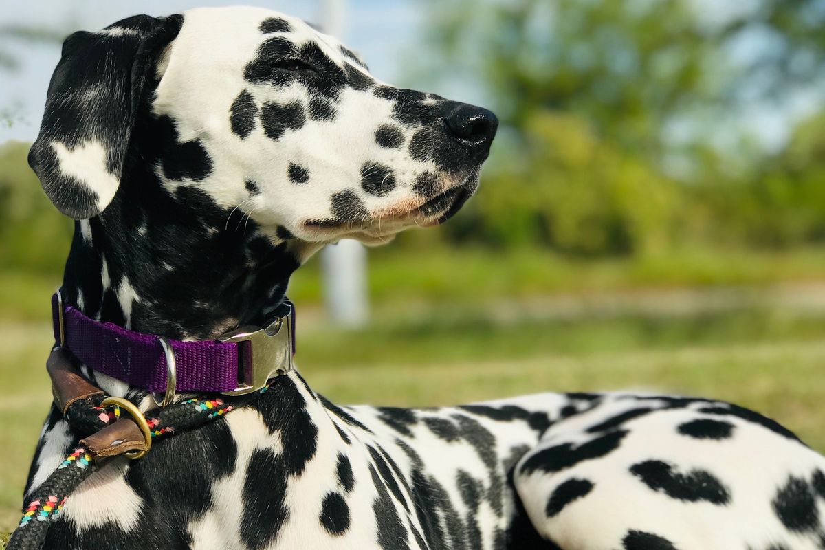 Bored? Here is a chance to be entertained and do a good deed. And read this or the Dalmatian will be angry with you