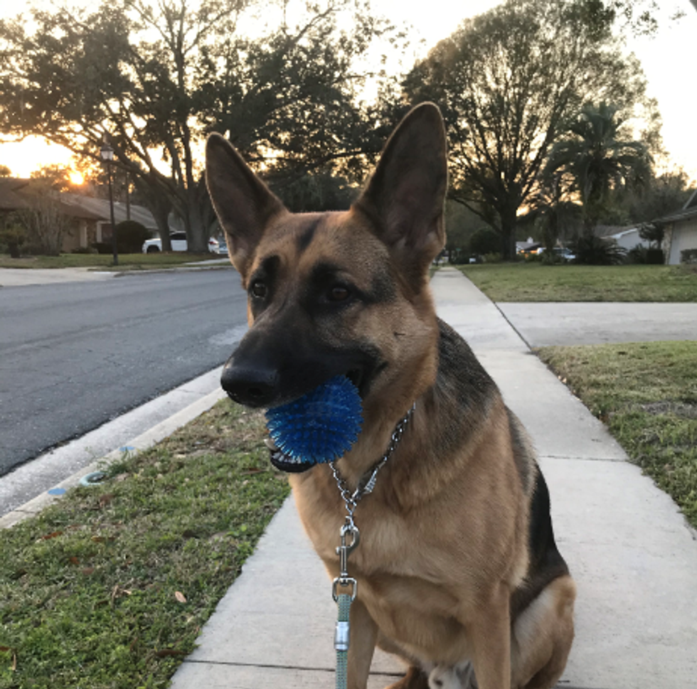 Meet My Dog: Kylo Ren, A German Shepherd Who Lives In Central Florida