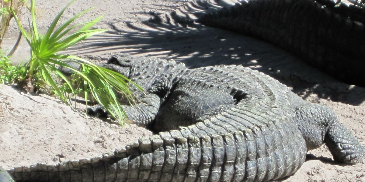 Meet Snaggletooth, a 10foot bull alligator It's a Southern Thing