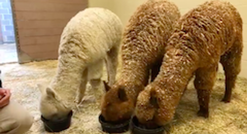Alpacas at the Cleveland Metroparks Zoo