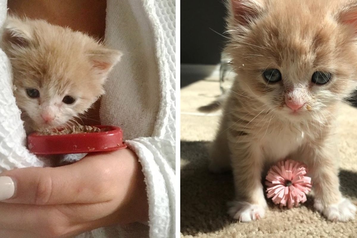 Kitten Became Quarantine Buddy with Woman who Rescued Him