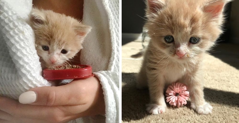 Kitten Became Quarantine Buddy with Woman who Rescued Him Love Meow