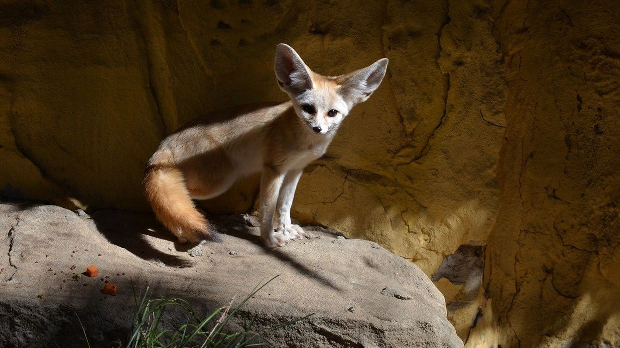 The Chattanooga Zoo let its Fennic Foxes out, and they're all kinds of cute