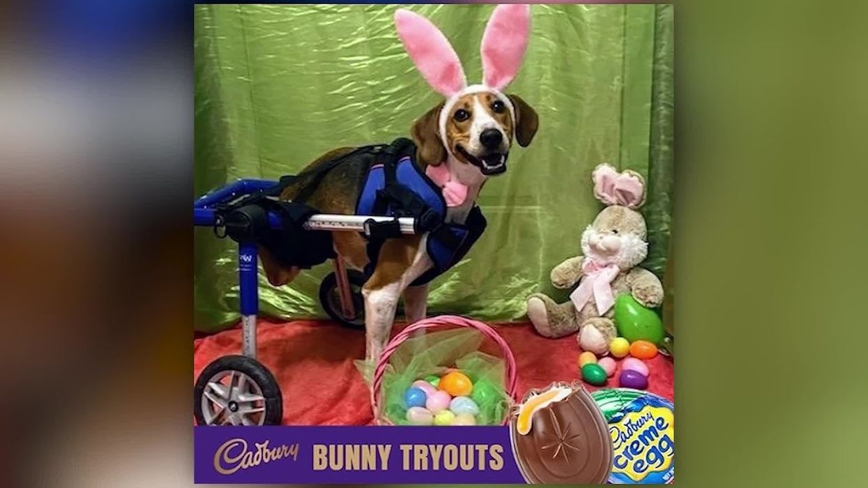 Two-legged dog named Lieutenant Dan is this year's Cadbury Bunny