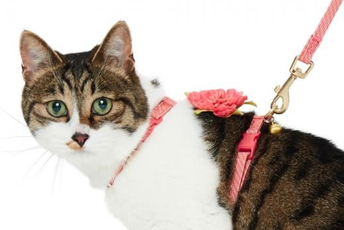 cat harnesses