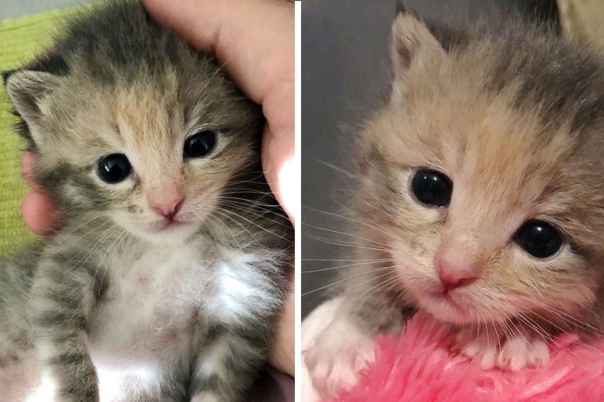 Kitten Found Near Construction Site is So Happy to Be Rescued - She Can't Stop Purring