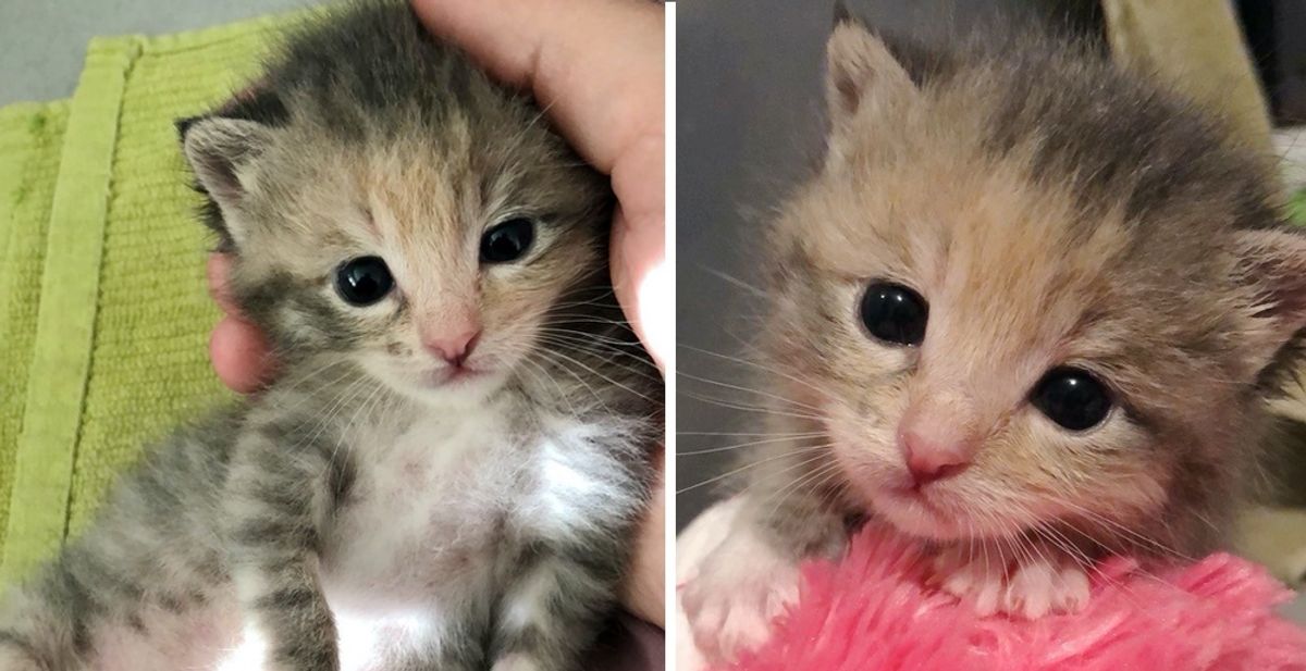 Kitten Found Near Construction Site is So Happy to Be Rescued - She Can't Stop Purring