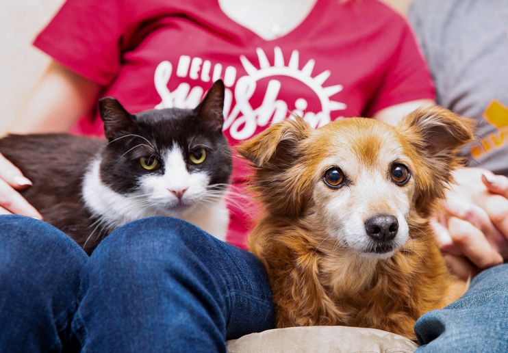 Pet-n-Sur - Dogs and cats being friends