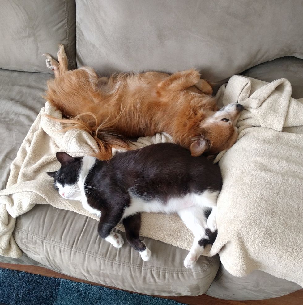 Cat Befriends Family Dog and Insists on Being Adopted by Them - Love Meow